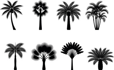 Fototapeta premium Black silhouette vector set of diverse palm trees with tropical fronds and curved trunks isolated on white