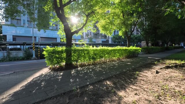 Sunlit paved walkway next to green hedges with bright sun shining through trees, 4K b-roll