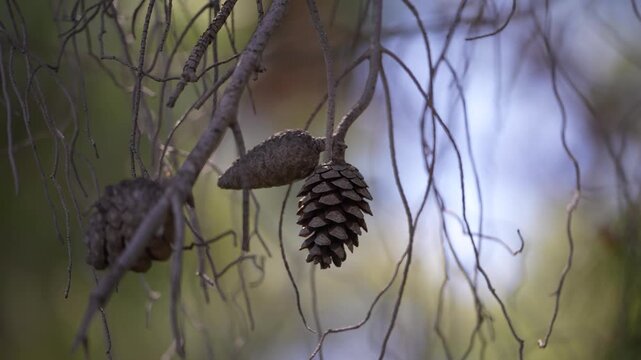Pine cones on a branch in the forest