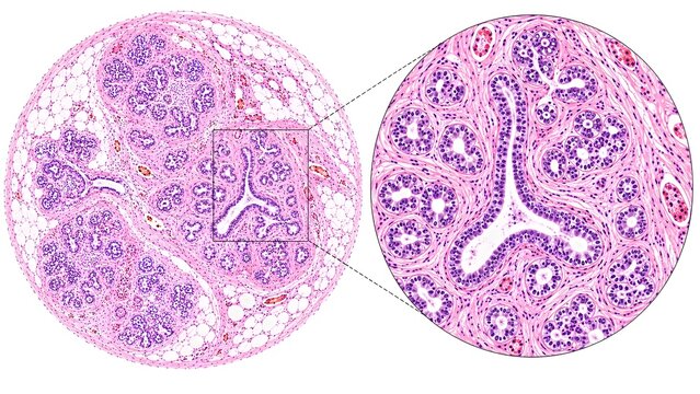 Normal Breast Histology Hematoxylin and Eosin H&E Stained Tissue Microscopy Medical Atlas
