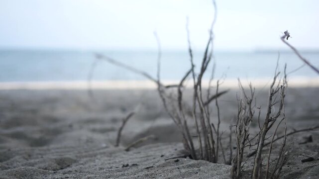  Indie Cinematic Hipster Foreground Stems on blurry Saturated Beach