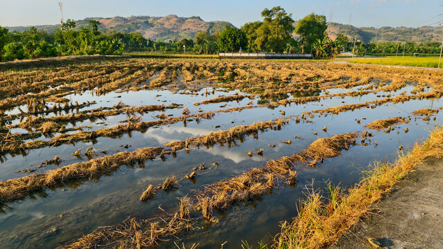 Vast agricultural field with rows of stubble partially submerged in water under a clear sky with distant hills