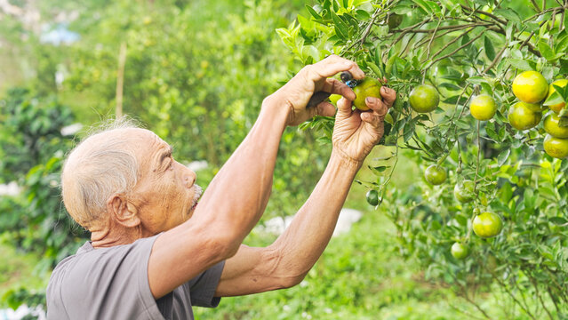 A senior asian farmer harvesting green oranges, tangerine citrus fruit, from tree on farm, field, plantation, orchard, in bali, indonesia, southeast asia, pruning shears, grey hair, aging population
