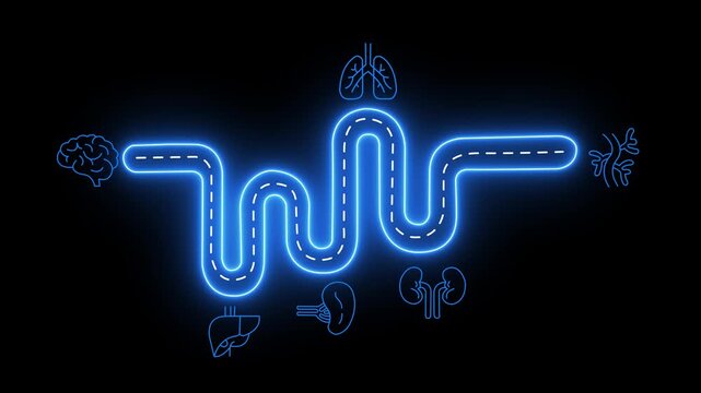 Neon human anatomy pathway: glowing internal organs and biological system infographic