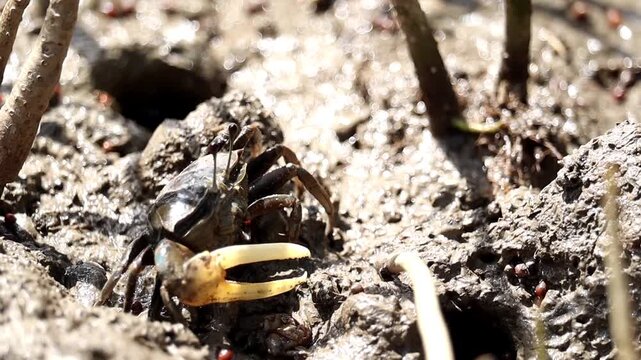 Fiddler Crab Emerging from Burrow: A close-up of a fiddler crab with its distinctive large claw emerging from its muddy burrow in a mangrove environment.