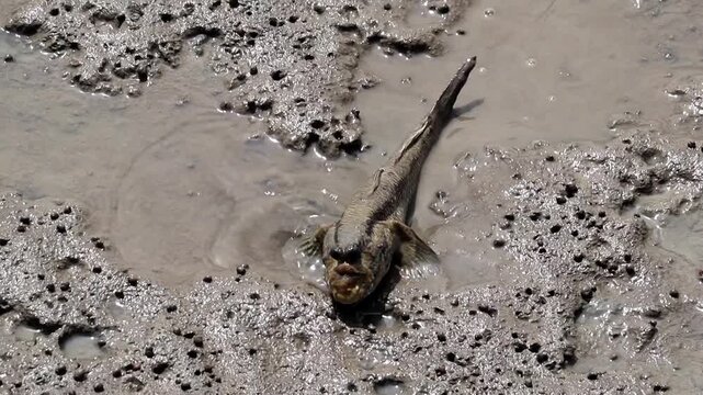 Mudskipper Emerging from Mud: A mudskipper, a unique amphibious fish, surfaces from the muddy terrain, its eyes positioned high on its head, scanning its surroundings with a curious gaze.