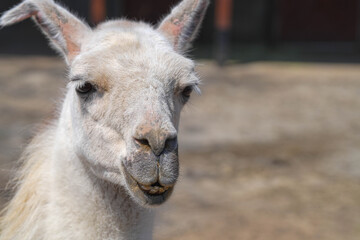 Fototapeta premium 盛岡動物公園