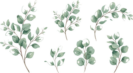Elegant watercolor eucalyptus leaf branch vector set featuring soft green botanical foliage elements for wedding stationery branding and organic cosmetic packaging design © ShantoChandra