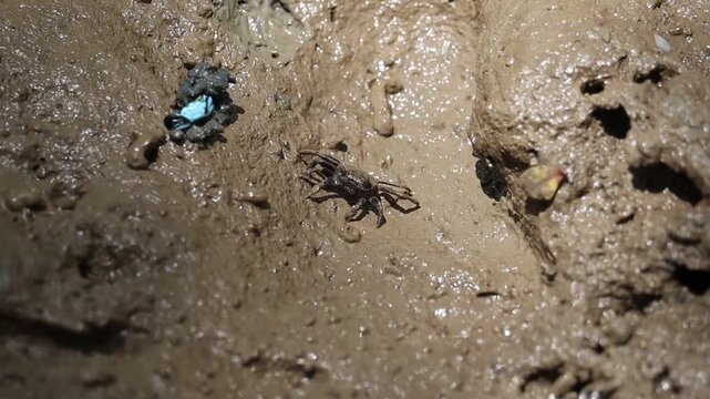 Tiny Crab on Muddy Shore: A small crab navigates the damp, muddy terrain of a shore, surrounded by pebbles and tidal debris, capturing a moment of resilience in its natural habitat.