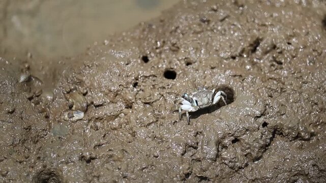 Small Crab in Muddy Estuary: A tiny crab with striking markings scuttles across the wet mud of an estuary, its small burrow visible nearby.