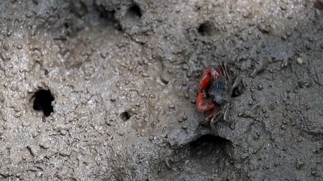 Fiddler Crab Emergence: A solitary fiddler crab with its distinctively large claw emerges from a burrow in the muddy shore, showcasing the intricate details of its natural habitat and resilience.