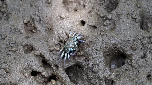 Fiddler Crab Emerging: A lone fiddler crab with its distinctive oversized claw emerges from a muddy burrow on a tidal flat, showcasing its unique adaptation for survival.