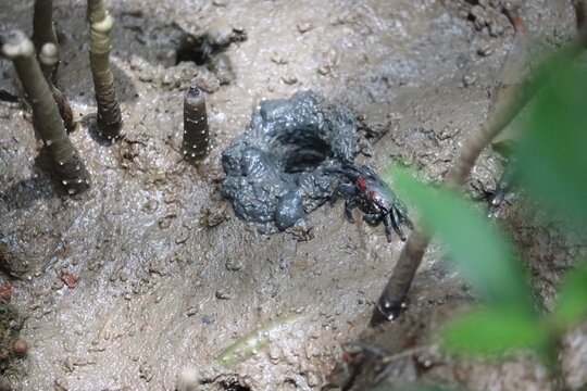 Crab Burrowing in Mangrove Mud: A small crab diligently works on its burrow in the soft mud of a mangrove forest.
