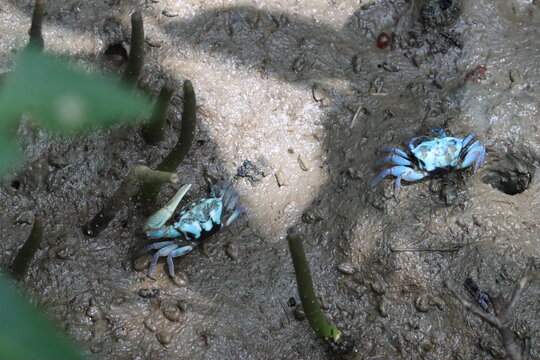 Blue Crab Couple in Mangrove Mudflats: Two vibrant blue crabs, one with a raised claw, scuttle across the muddy terrain of a mangrove forest, surrounded by exposed roots.