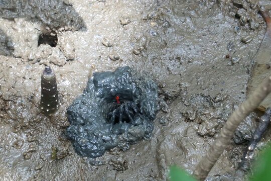 Mudskipper Emerging from Burrow: A mudskipper emerges from its muddy burrow on a tidal flat, its eyes on stalks and unique fins adapted for amphibious life.