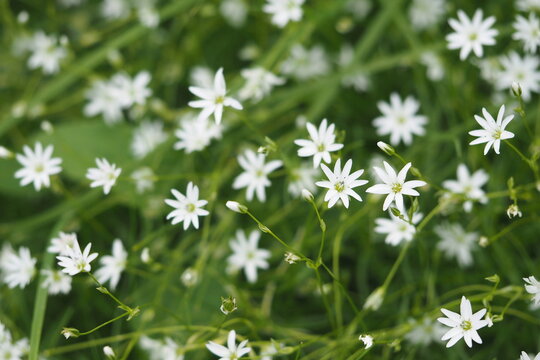 Field of Japanese starwort in bloom, Mount Tateyama alpine meadow