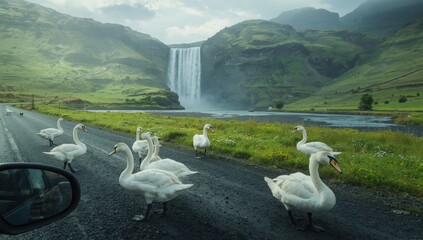 Swans on the Ring Road in Iceland while driving. © LimeSky