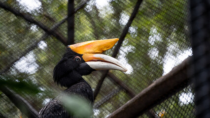 Side view shot of a magnificent rhinoceros hornbill perched inside its aviary cage, highlighting its distinctive colorful orange and yellow horn structure. © Andik
