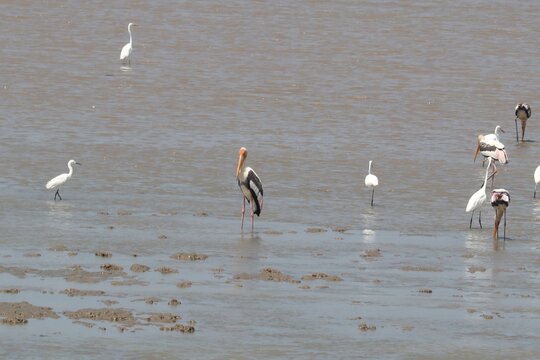 Birds in Mudflat: A variety of wading birds, including egrets and painted storks, forage in a muddy tidal flat under a clear sky, showcasing a serene wildlife scene.