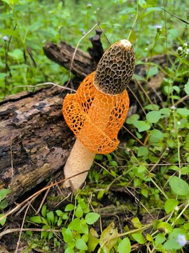 Exotic orange bridal veil stinkhorn mushroom growing on a rotten log in the wild forest