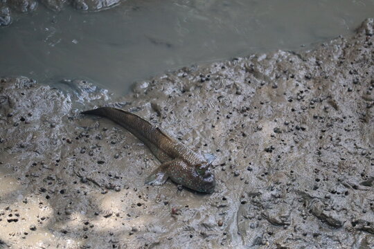 Mudskipper in Mudflat: A mudskipper, a unique amphibious fish, navigates the muddy terrain of a tidal flat, its body adapted for both aquatic and terrestrial life.