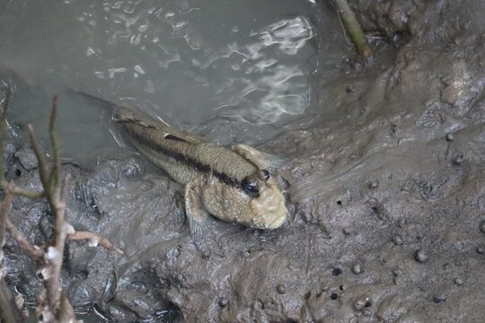 Mudskipper Emerging: A fascinating mudskipper emerges from the muddy waters of a mangrove swamp, its unique eyes on stalks surveying its environment.