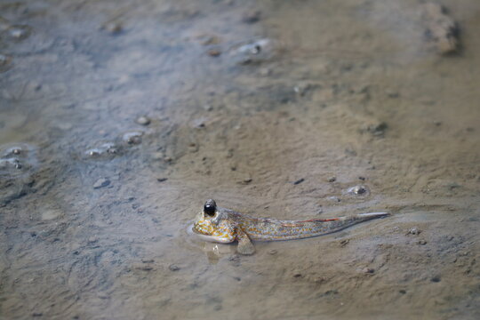 Mudskipper Emerging: A close-up view of a mudskipper with its distinctive bulbous eyes protruding from its head, nestled in the muddy terrain of a tidal flat.