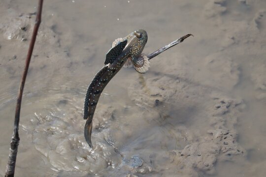 Mudskipper on Mudflat: A unique mudskipper fish with bulging eyes and pectoral fins adapted for terrestrial movement navigates a muddy tidal flat.