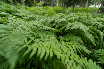 fern leaves © avtk