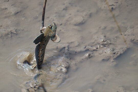 Mudskipper's Ascent: A mudskipper clings to a reed in the muddy shallows, showcasing its unique amphibious nature and adaptive fins.