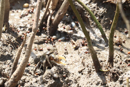 Fiddler Crab in Mangrove Mud: A small fiddler crab, with its distinctive large claw raised, scuttles across the muddy ground amidst the roots and debris of a mangrove environment.