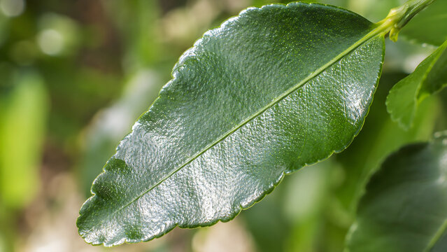 Macro view of a vibrant green glossy kaffir lime leaf