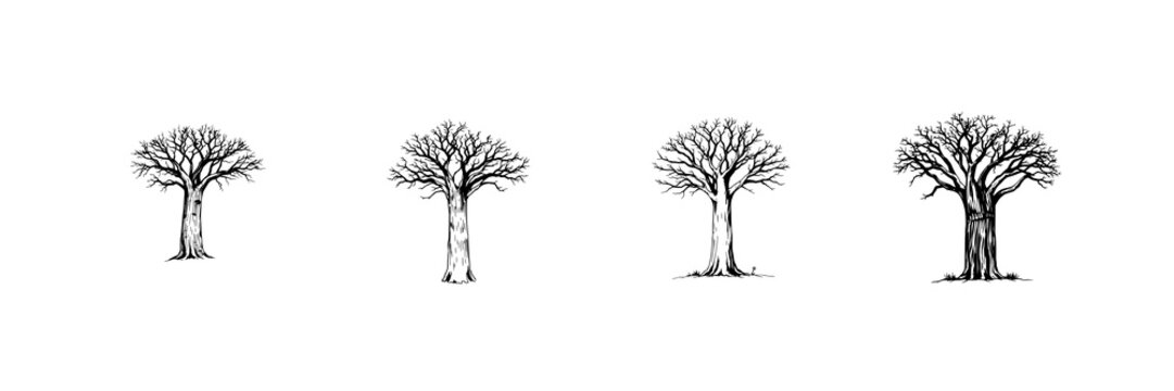 Baobab tree set with vintage ink sketching style featuring thick trunk, botanical engraving, lined detail with white background and ink sketch