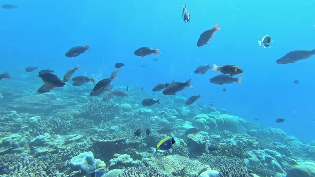 Many colorful tropical fish gracefully swim and dart through a sun-drenched coral reef ecosystem. This vibrant underwater habitat teems with life during a bright day.