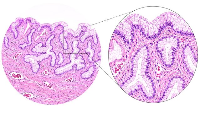 Normal Endocervix Histology Hematoxylin and Eosin H&E Stained Microscopic Tissue Medical Atlas