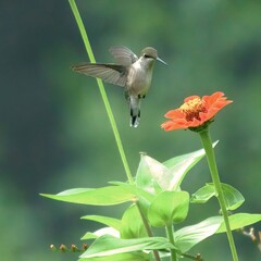 Small hummingbird flying near orange blossom, beautiful wild bird drinking nectar wildlife photography © Himanshu