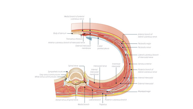 Intercostal nerve course, Medical illustration showing the course of the intercostal nerve and its branches within the thoracic wall.