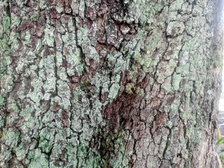 Fototapeta premium Natural Tree Bark Texture Background with Moss and Rough Organic Pattern