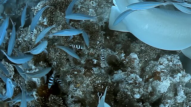 Experience an immersive journey beneath Fiji's azure surface. Observe magnificent nurse sharks effortlessly gliding amidst huge, swirling fish schools, with loyal remora fish alongside.