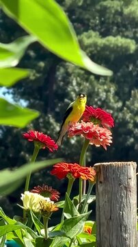 Vibrant Goldfinch Perched on Colorful Zinnias in a Sunny Garden