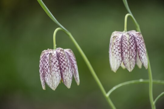 Snake's Head Fritillary (Fritillaria meleagris), Emsland, Lower Saxony, Germany