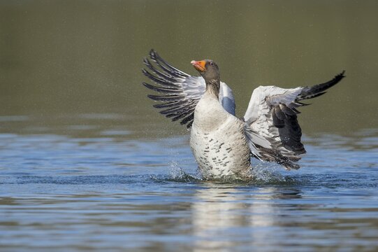 Greylag goose ( anser anser) beats with the wings, plumage care, swimming on a lake, Hannover, Lower Saxony, Germany
