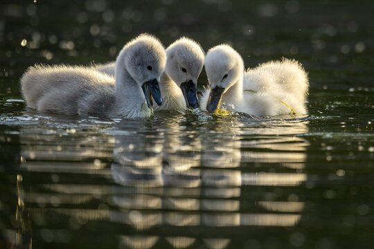 Mute swan (cygnus olor), three chicks swimming, Germany