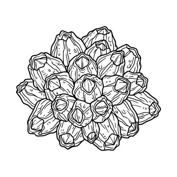 Cluster of Barnacles Line Art Illustration