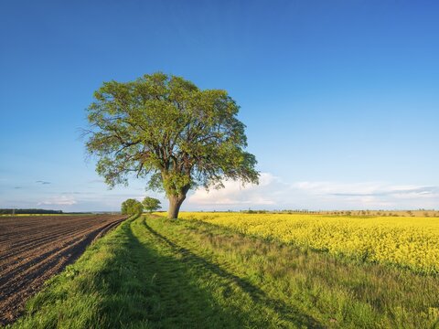 Cultivated landscape in spring, old lime trees on a country lane, grain and rape fields, blue sky, evening light, Burgenlandkreis, Saxony-Anhalt, Germany