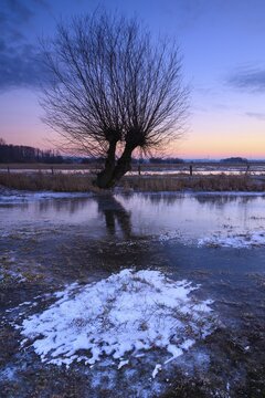 Silhouette of a willow in the Ochsenmoor at D&uuml;mmer at sunset, H&uuml;de, Lower Saxony, Germany