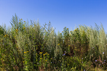 Obraz premium Wild yellow tansy flowers and silver wormwood shrubs flourishing in a sunny summer meadow under a crisp clear blue sky, capturing the raw beauty of rustic untouched countryside nature
