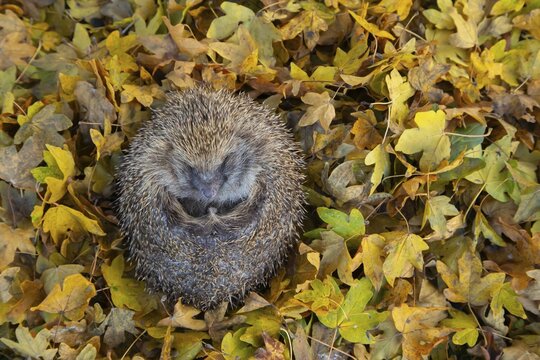 European hedgehog (Erinaceus europaeus) adult animal resting on fallen autumn leaves, England, United Kingdom