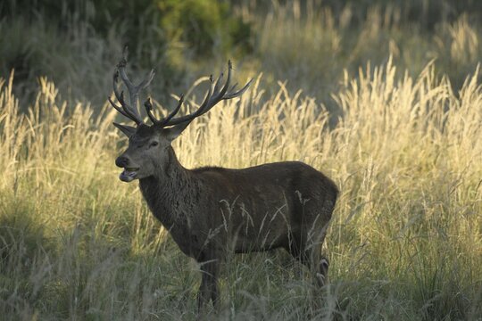 Red deer (Cervus elaphus) rutting deer eating green apple in tall grass, Allg&auml;u, Bavaria, Germany, Allg&auml;u, Bavaria, Germany