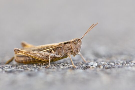 Grasshopper, Lembruch, Lower Saxony, Germany